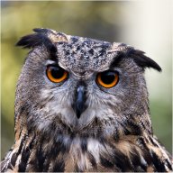hibou 1920 ur11